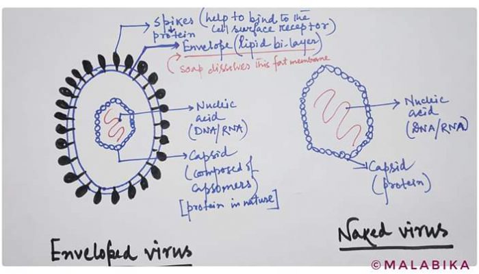 Enveloped & naked virus