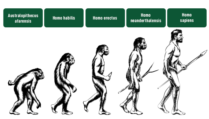 HumanEvolution