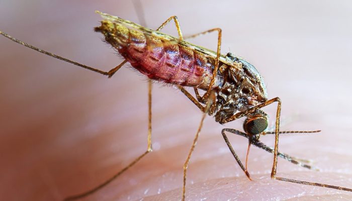 This photo shows an adult female Anopheles stephensi mosquito taking a blood meal.