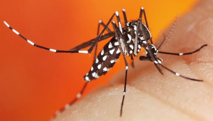 asian-tiger-mosquito-_mg_8957