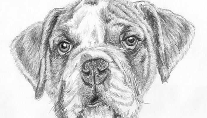 how-to-draw-a-dog-face-featured-image